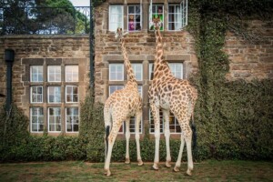 Giraffe Manor, Nairobi