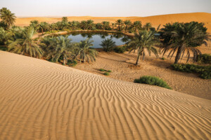 Al Ain Oasis